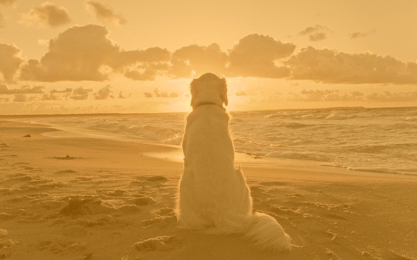 Собака наблюдающая закат на пляже обои