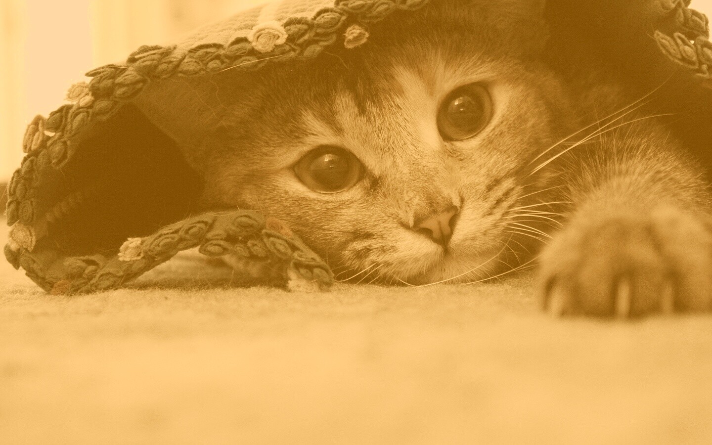 Кот под ковриком обои