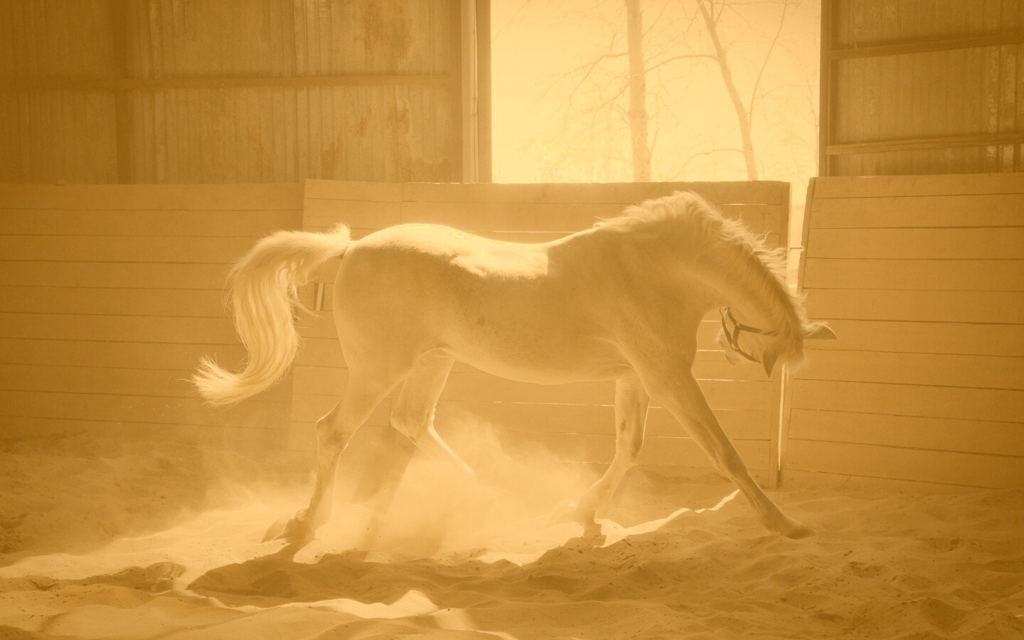 Белая лошадь в загоне обои