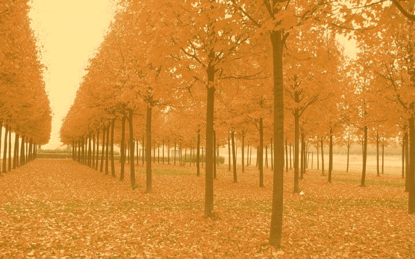 Скачать бесплатно осень обои