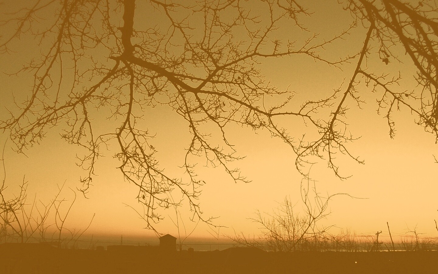 Закат сквозь ветки деревьев обои