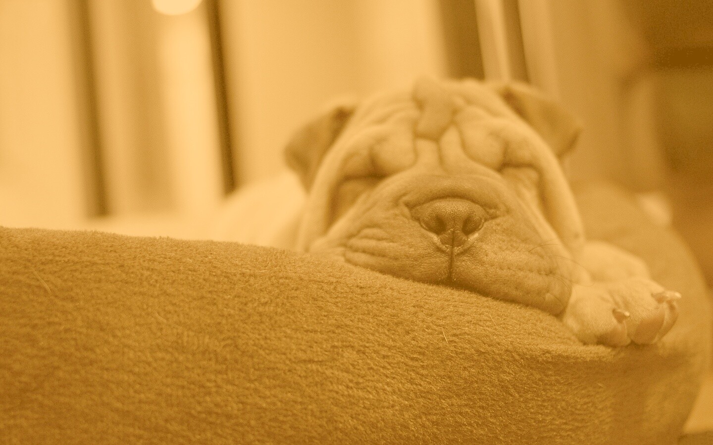 Щенок шарпея спит обои