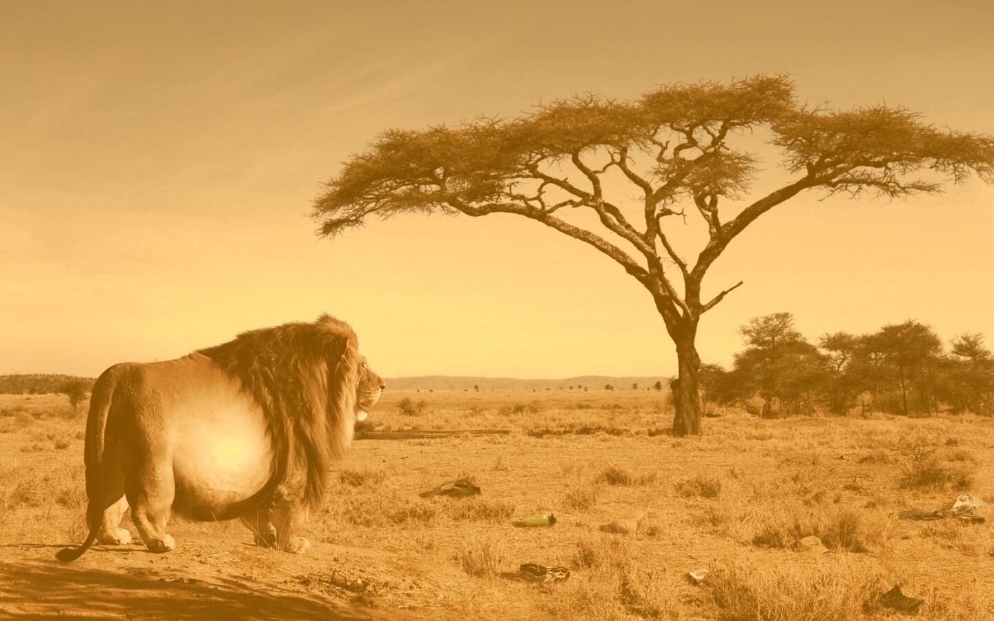 Толстый лев обои