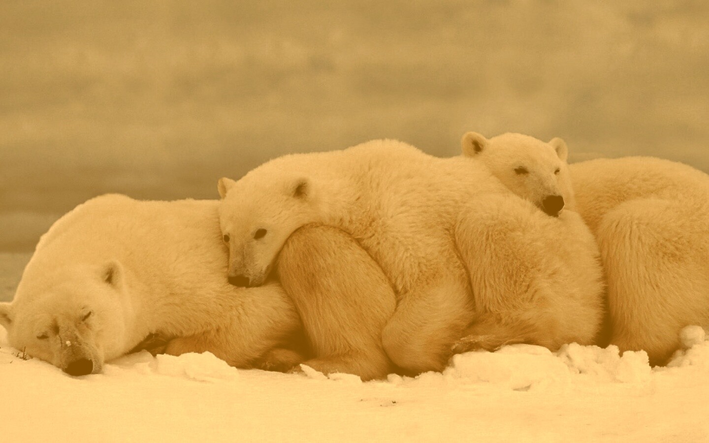 Белые мишки спят обои