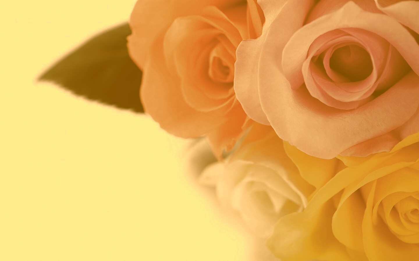 Букет разноцветных роз обои