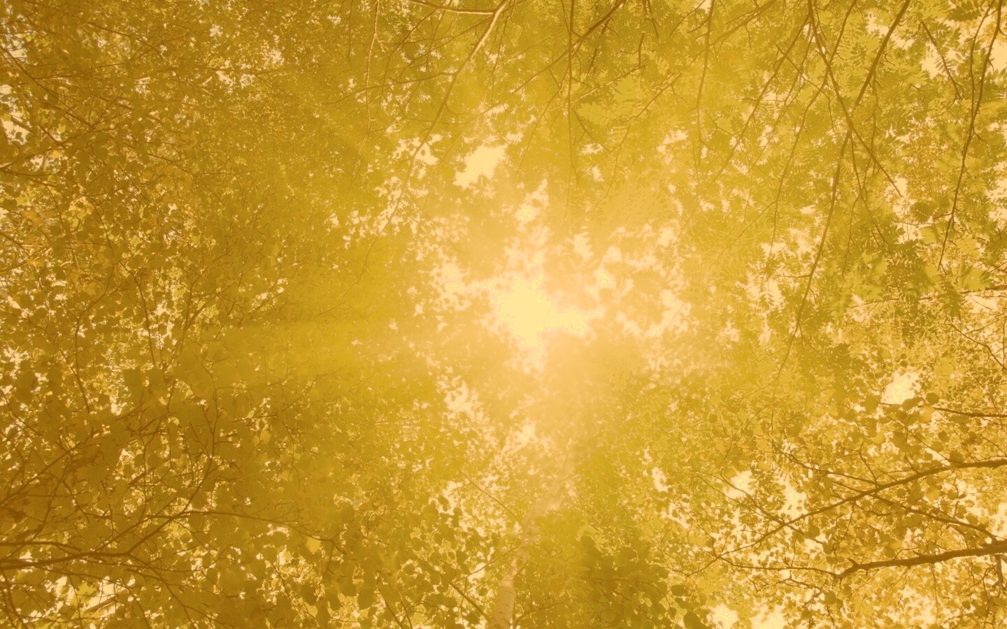 Яркий зеленоватый свет пробивающийся сквозь листву обои