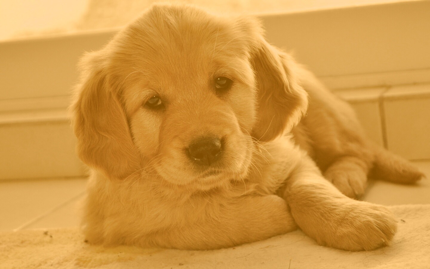 Сонный щенок лабрадора обои