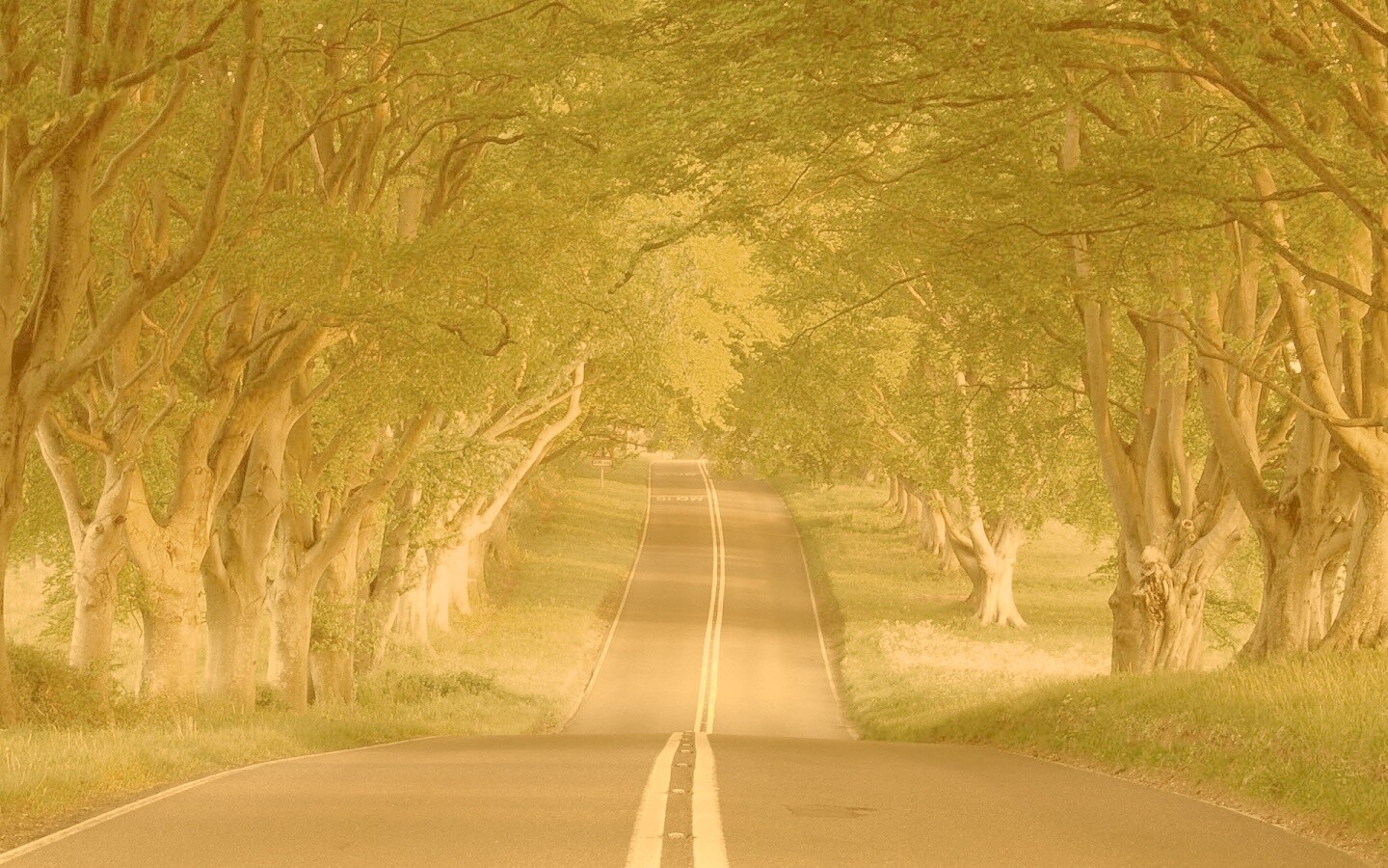 Дорога через лес обои