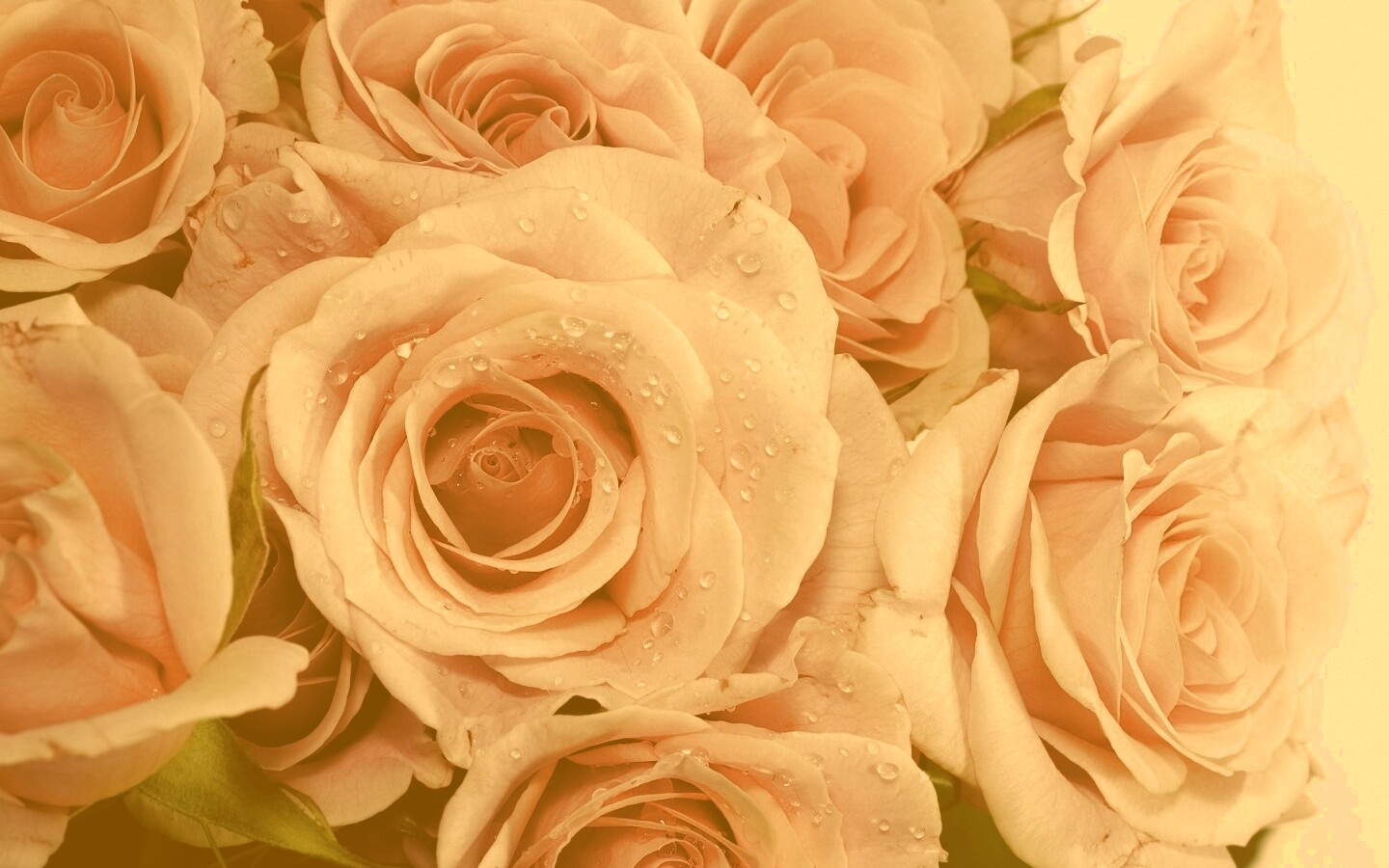 Букет розовых роз обои