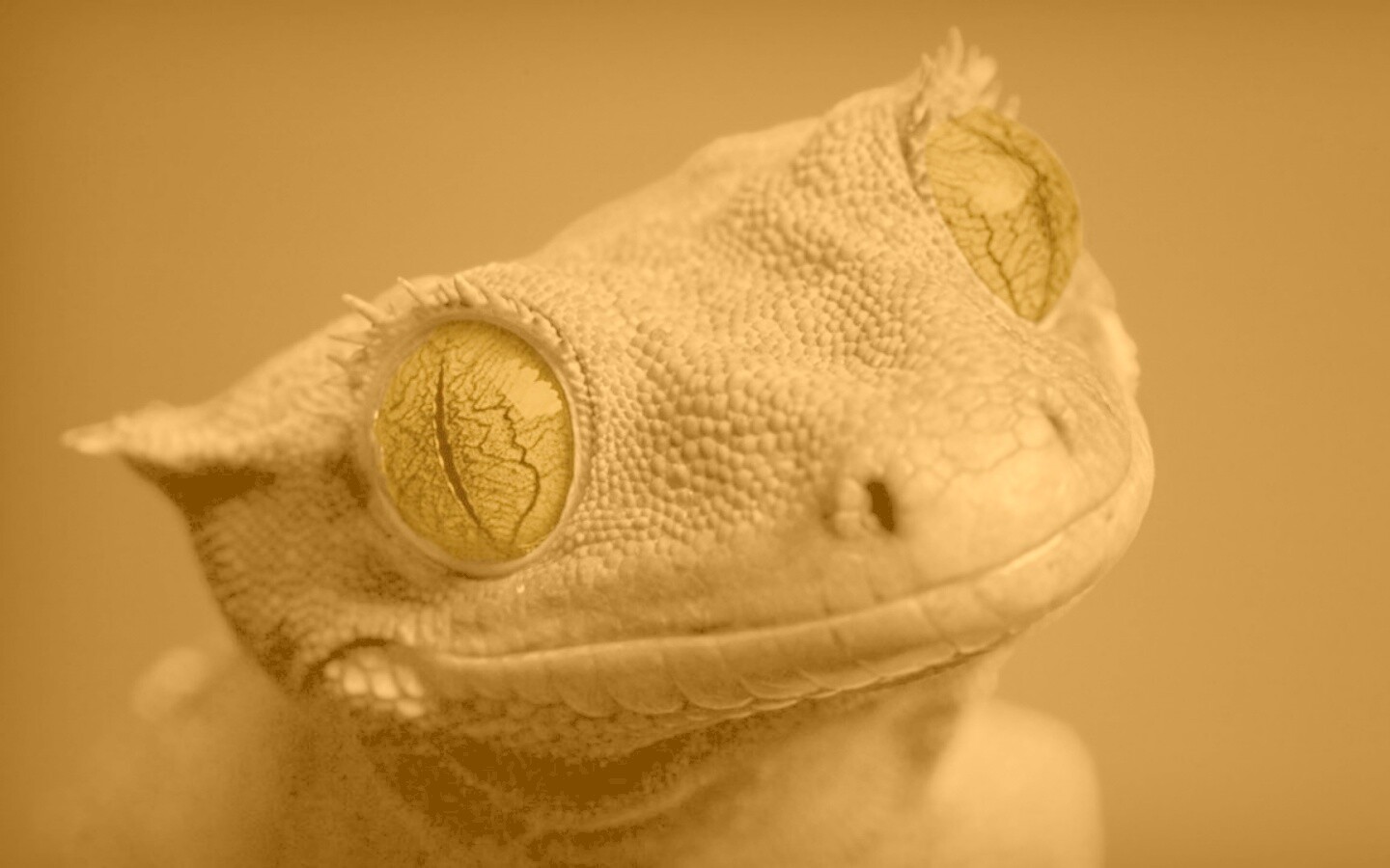 Ящерка обои