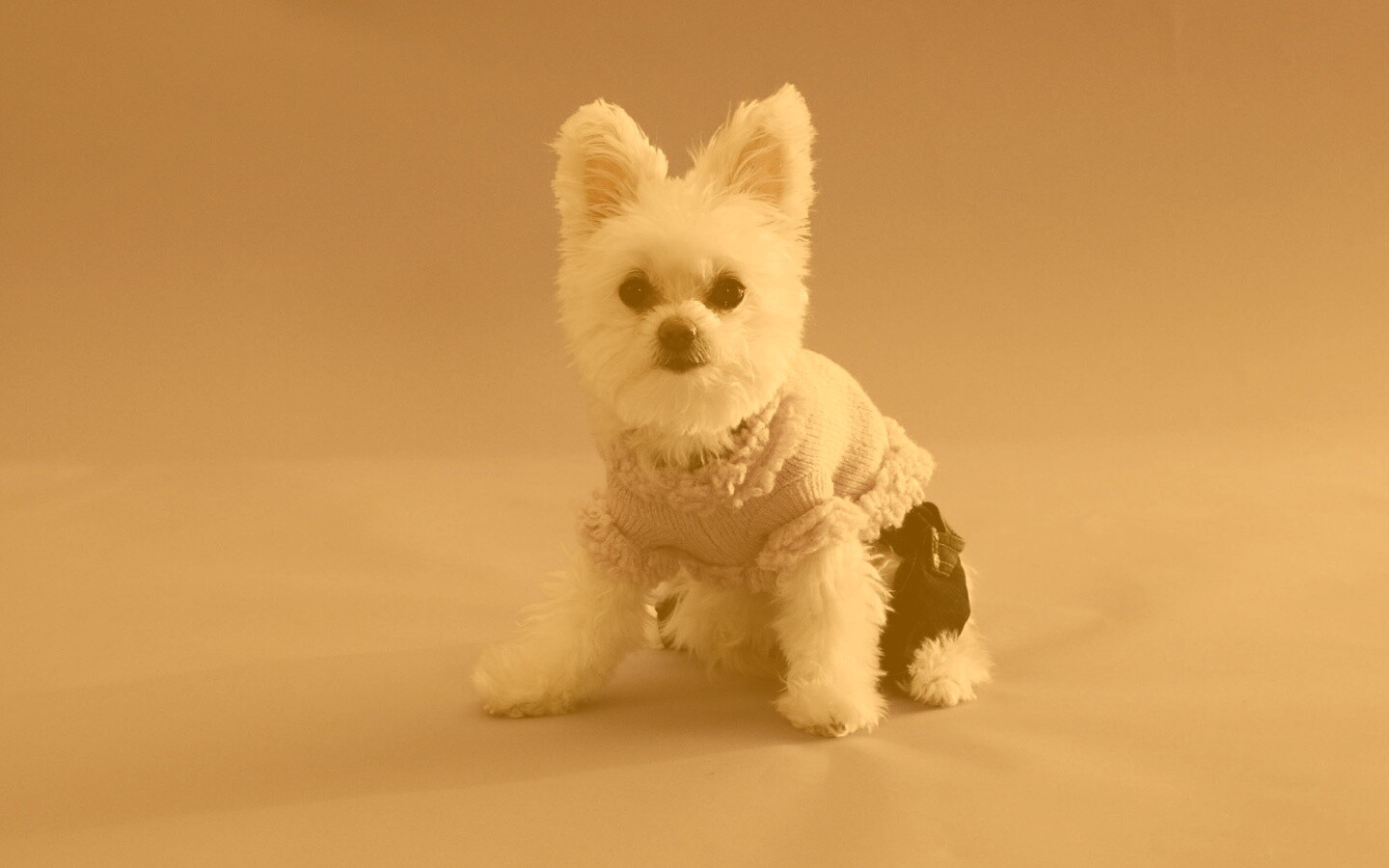 Собачка в свитере обои