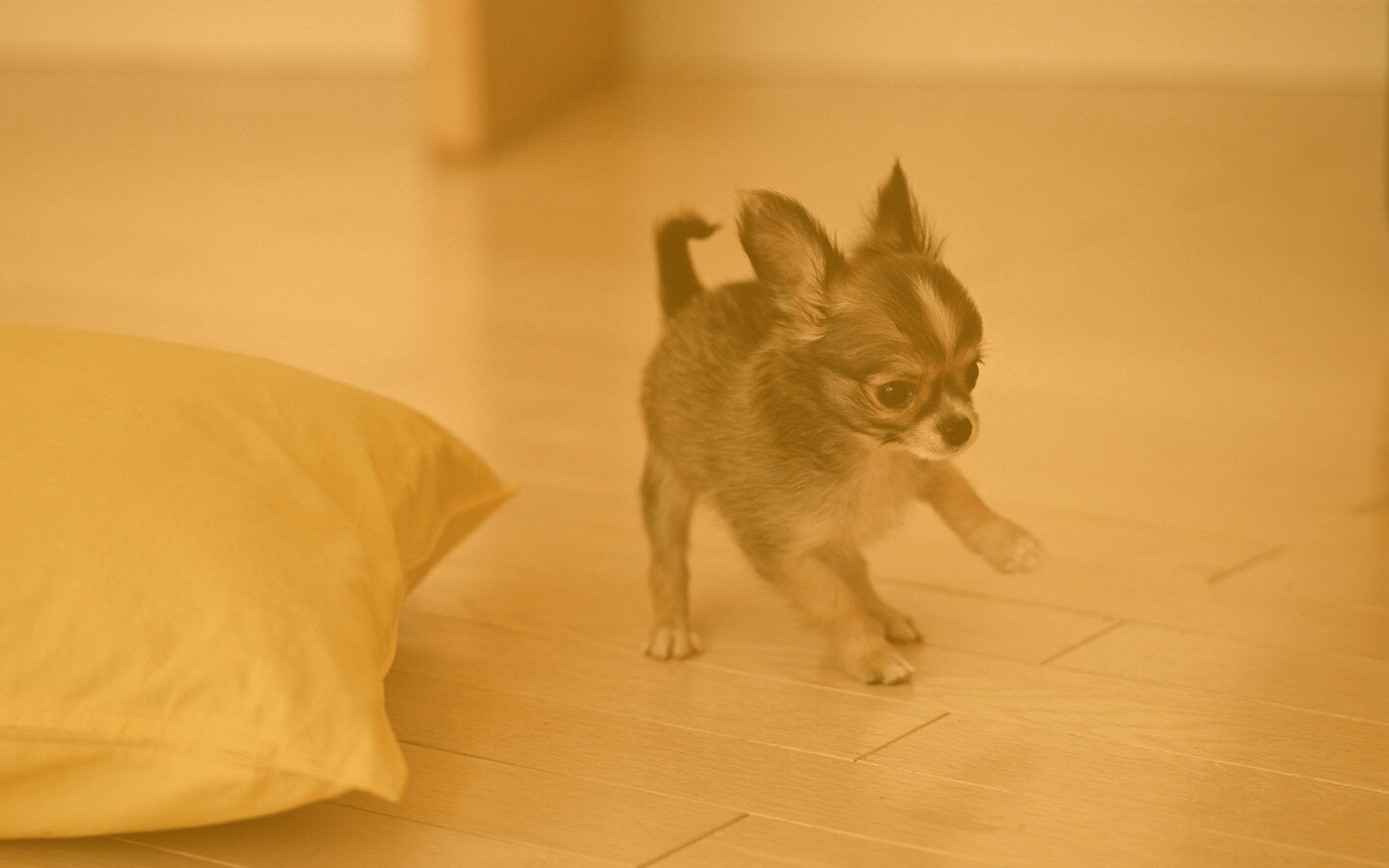 Щёнок той терьера обои