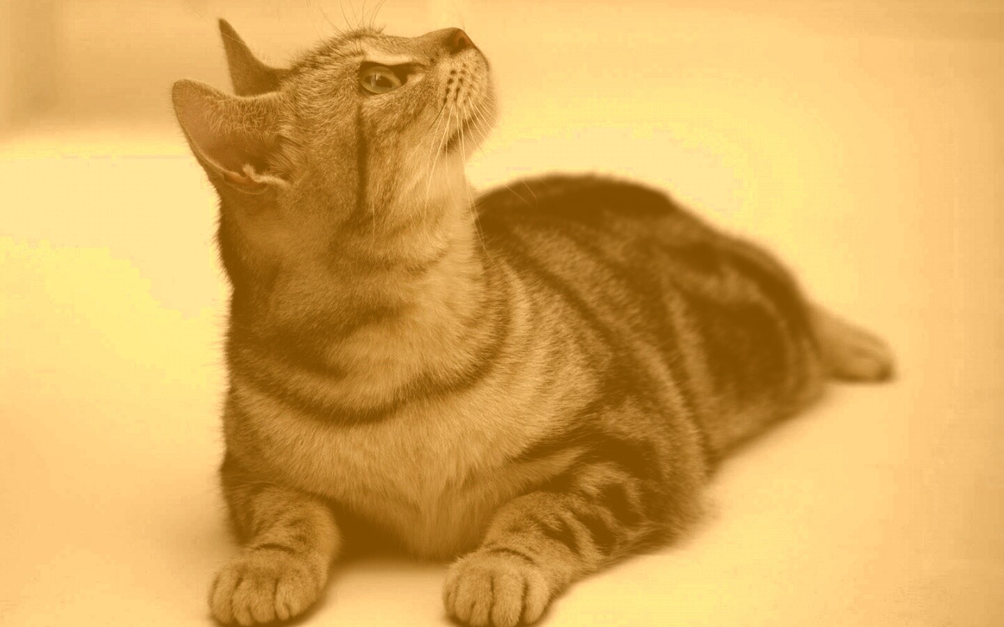 Котэ смотрит наверх обои