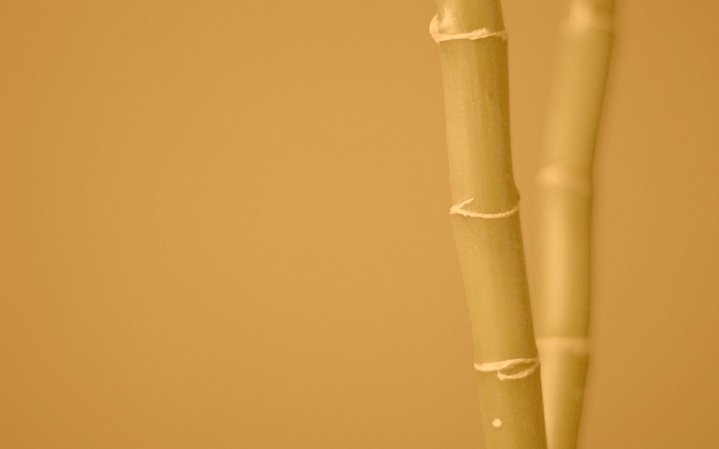 Макро фото стебля бамбука обои