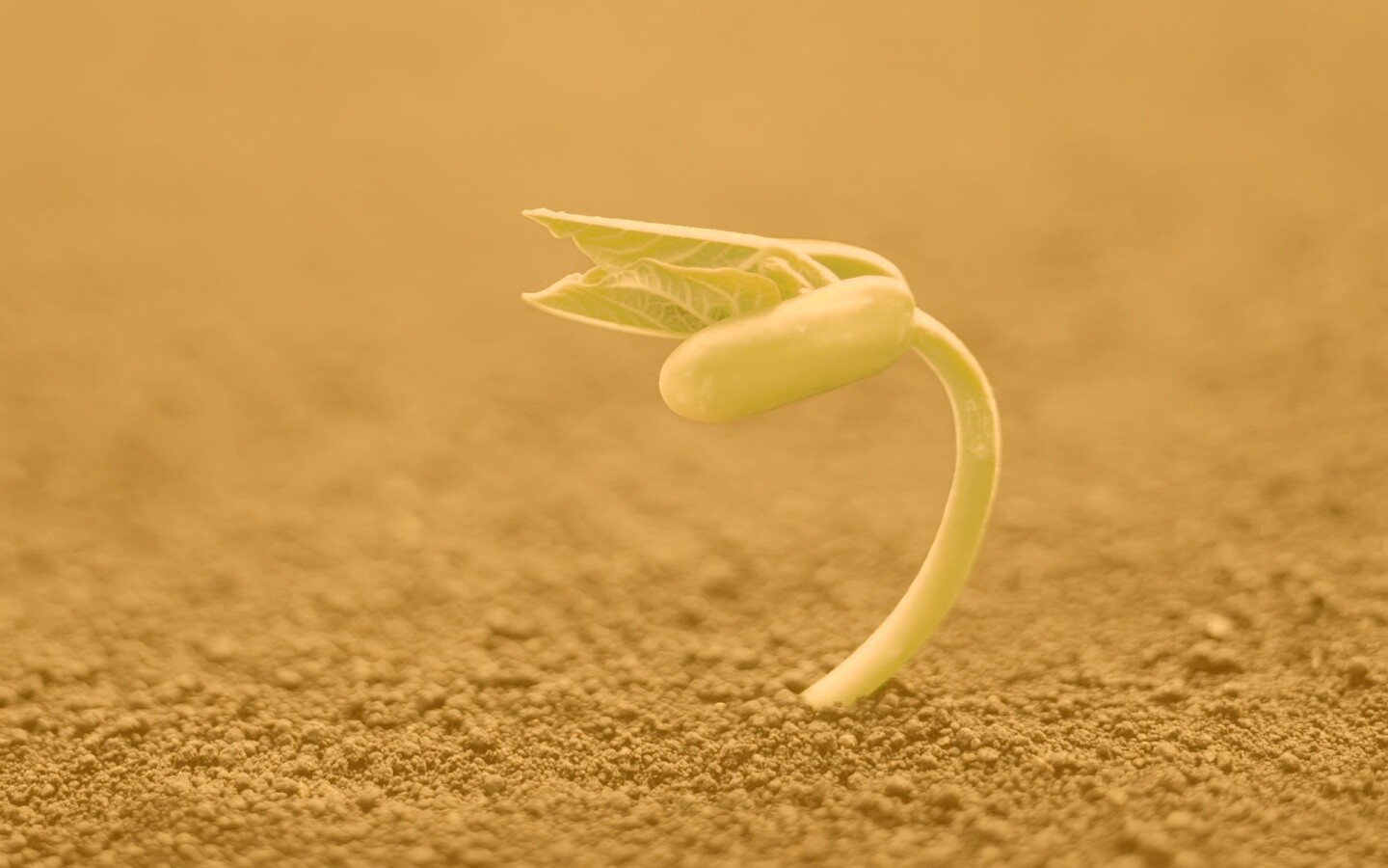 Макро фото зелёного росточка обои