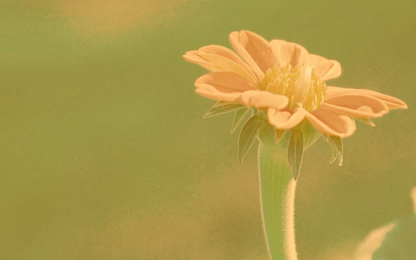 Красивый красный цветок обои