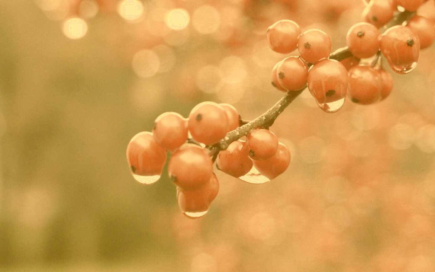 Капли росы на ягодах рябины обои