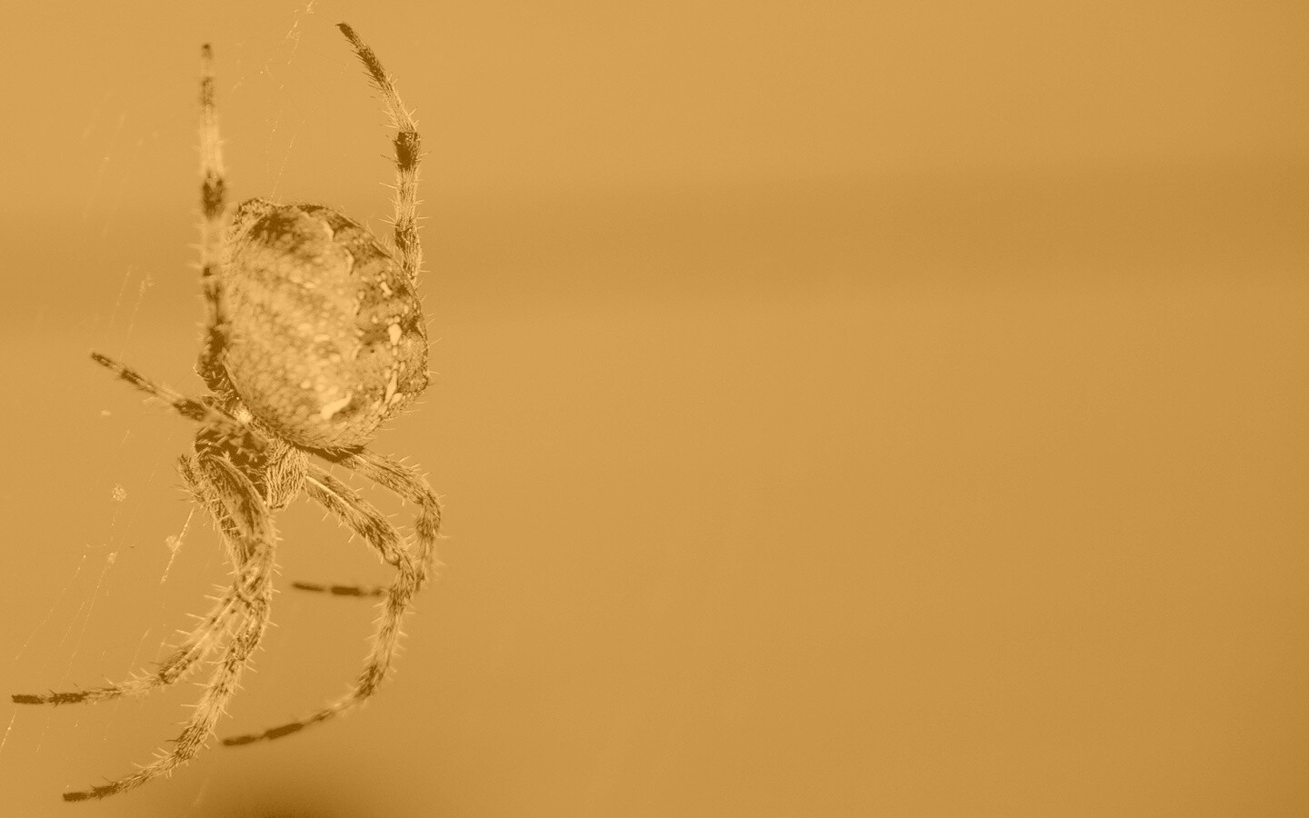 Паук обои