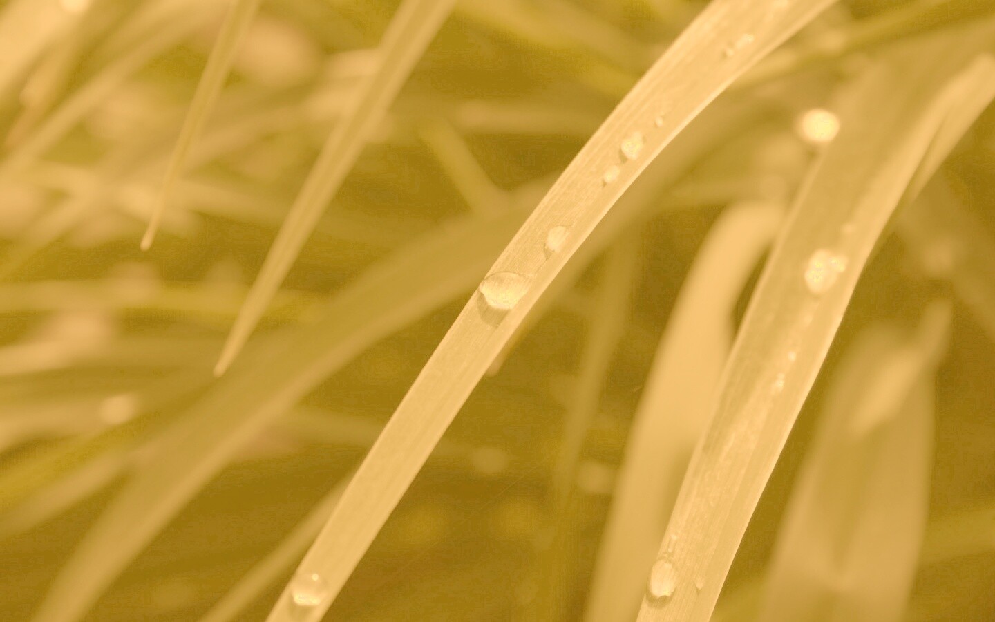 Капли росы на траве обои