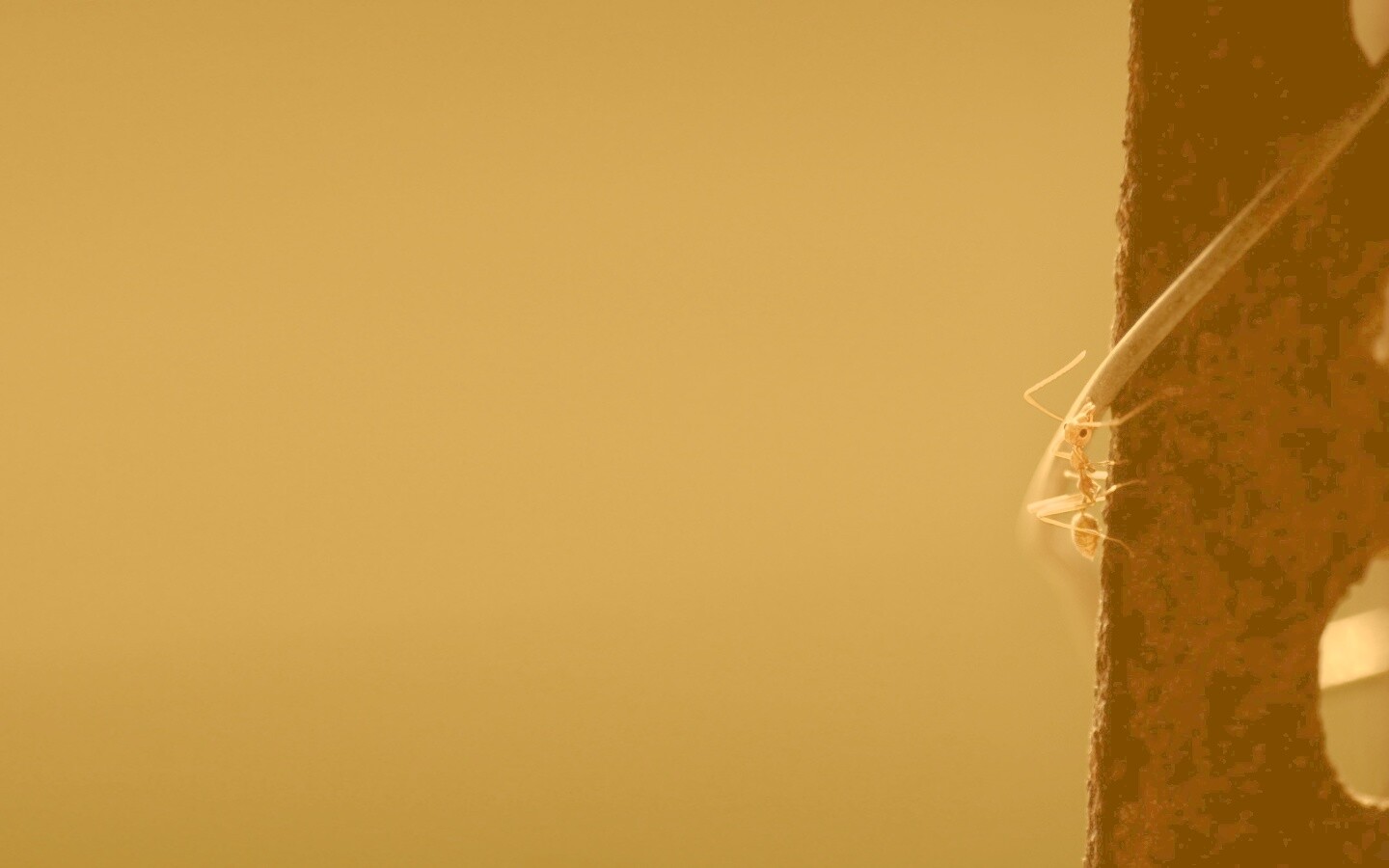 Муравей-пожарник обои