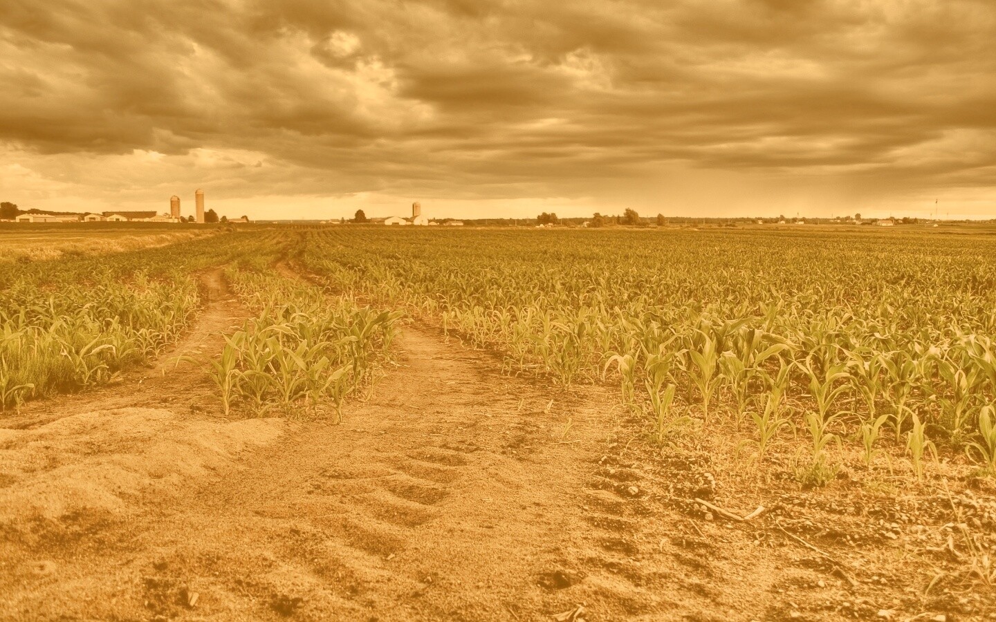 Кукурузное поле у фермы обои