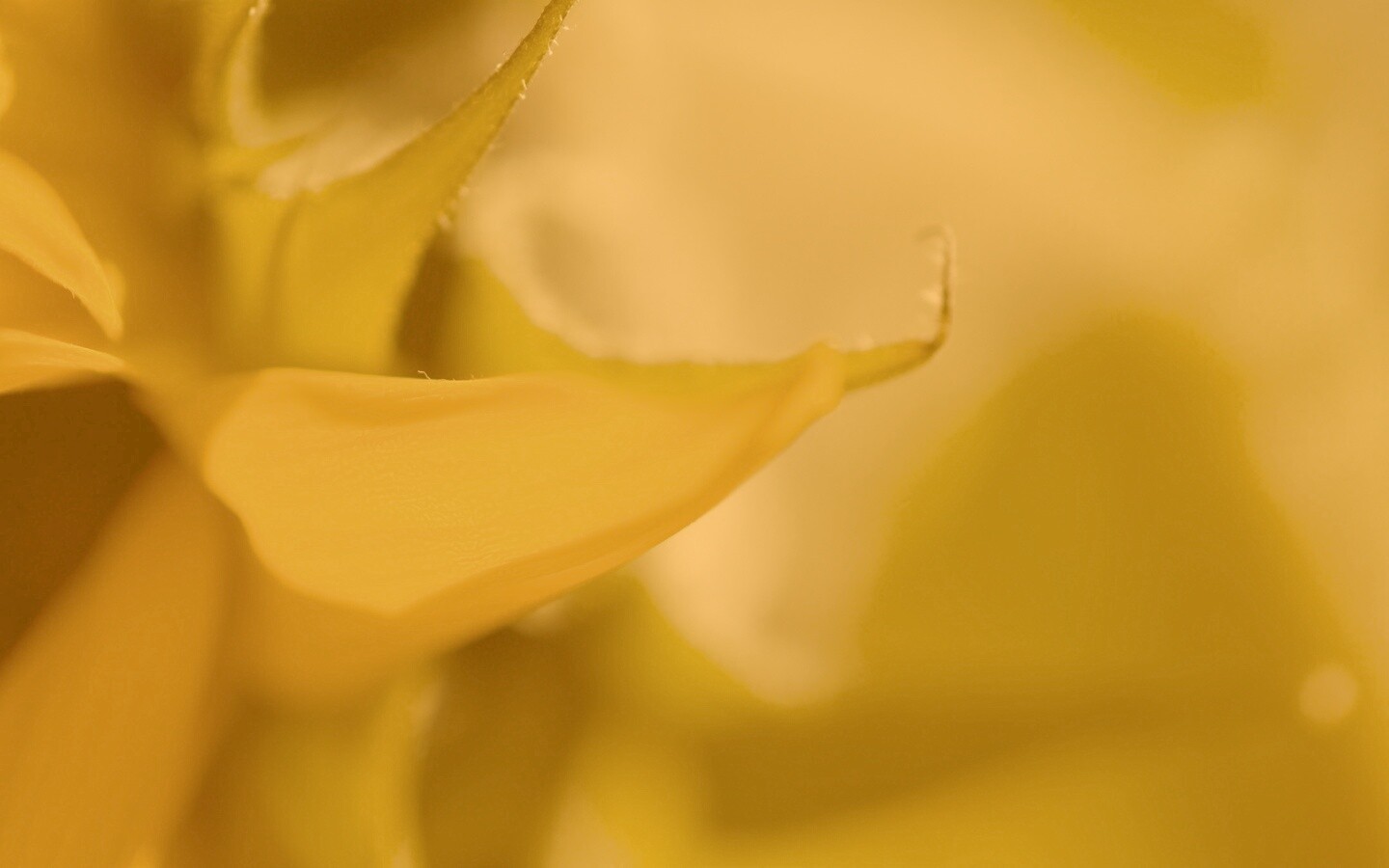 Солнечный цветок обои