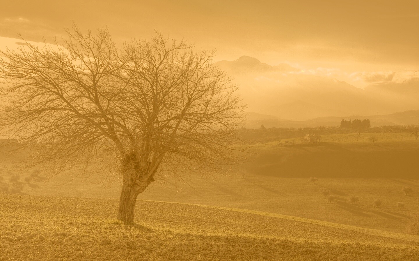 Дерево и горы обои