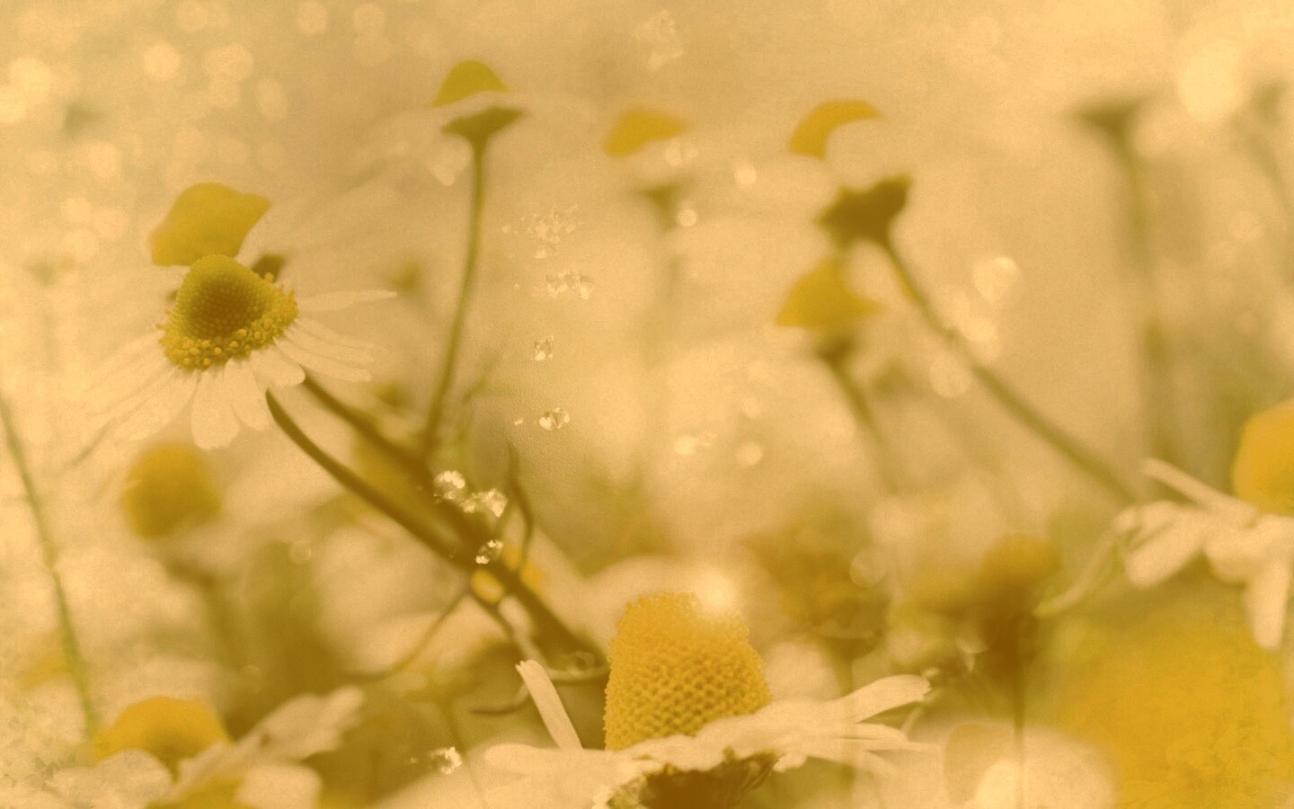 Летние цветы в лучах света обои