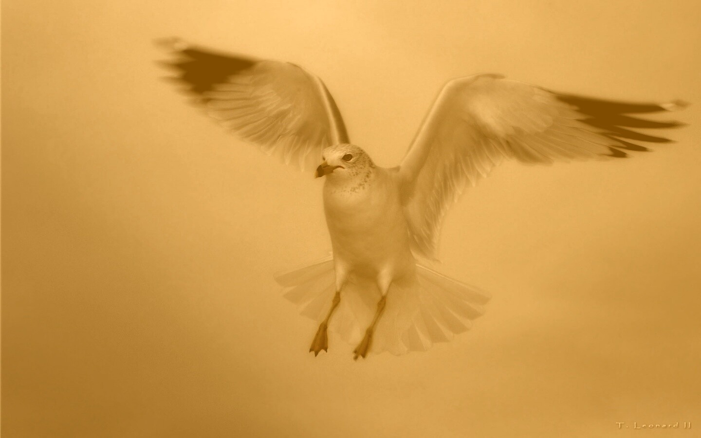 Гордая белая птица обои