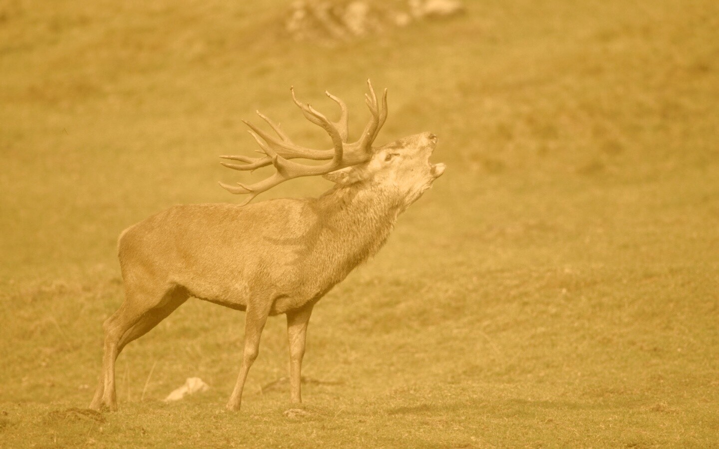 Лось зовёт сородичей обои