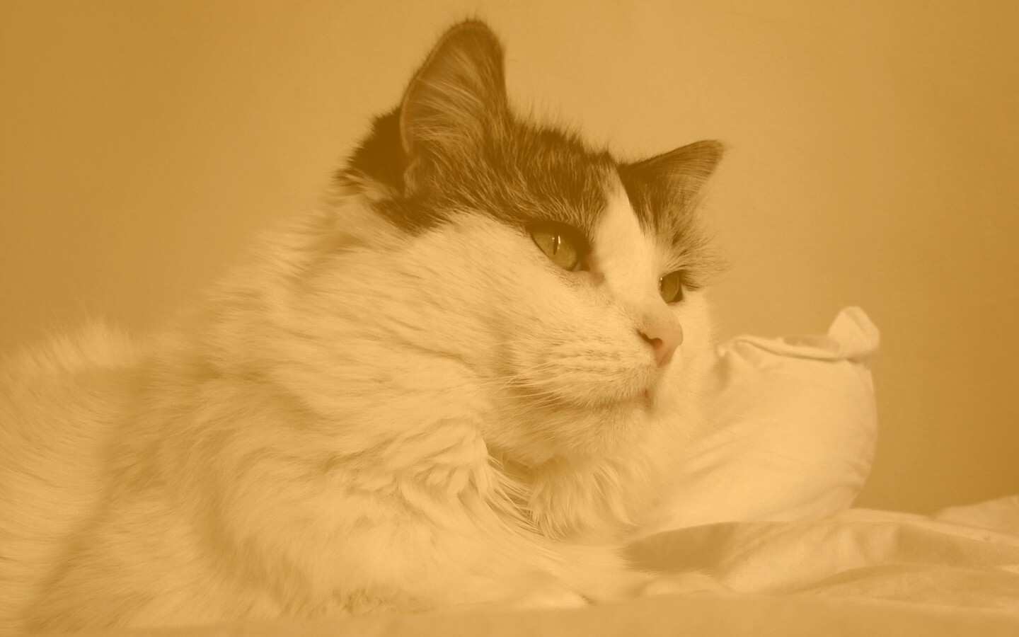 Белый кот с серой макушкой обои
