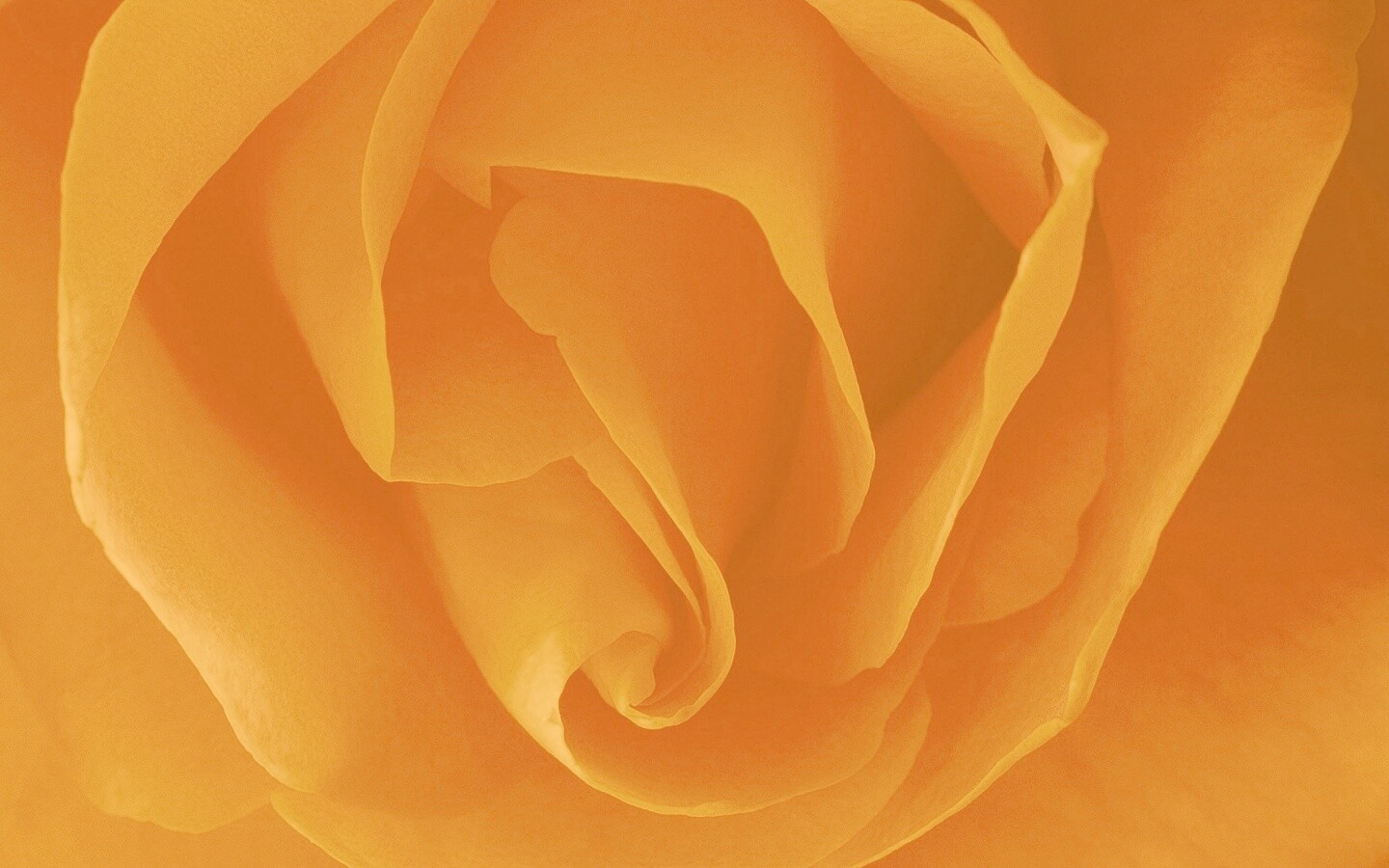 Макро фотка бутона обои