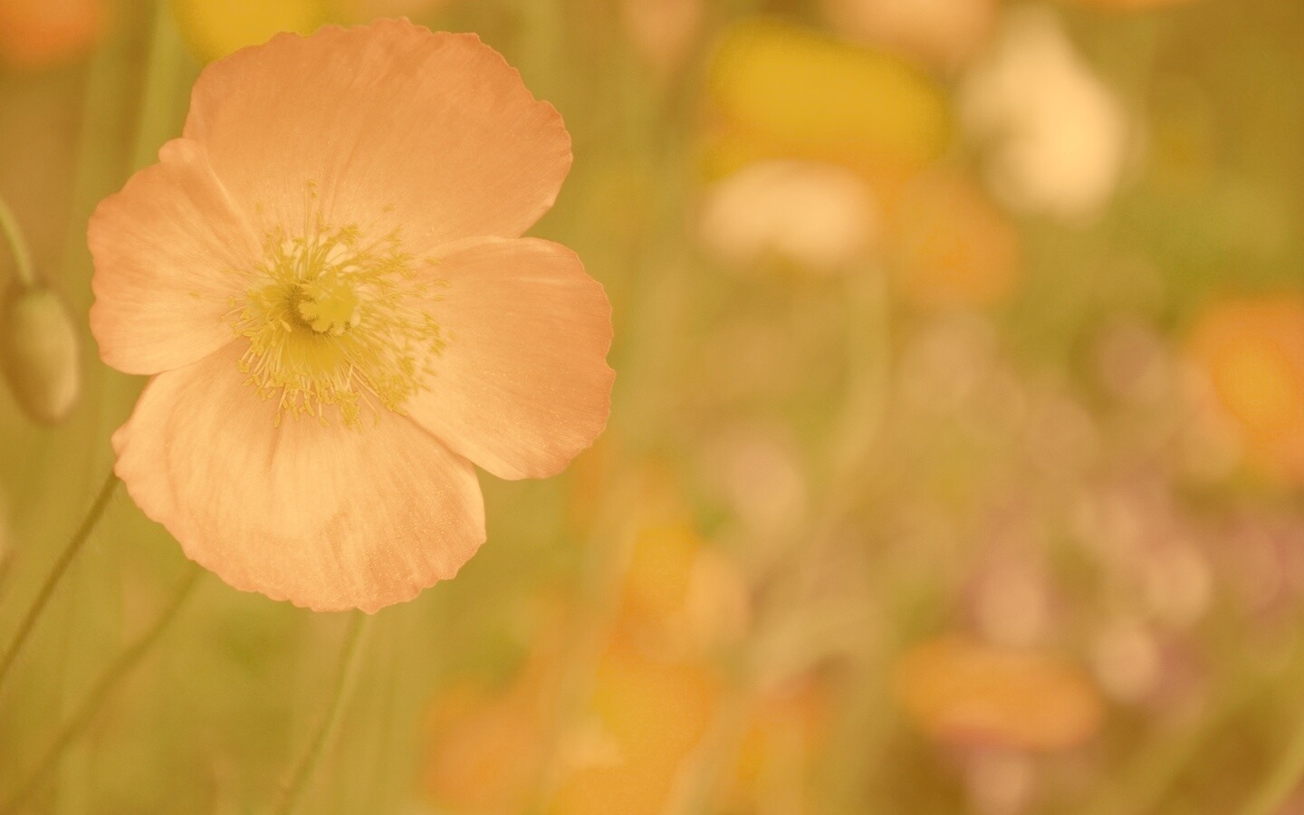 Красивый красный цветок обои