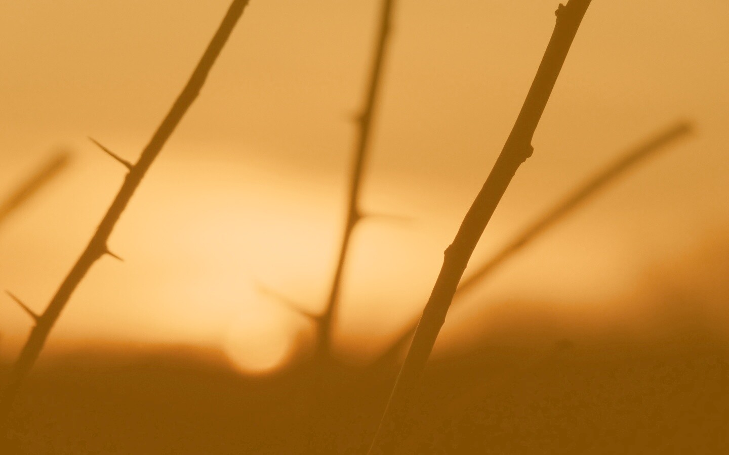 Закат солнца в поле обои