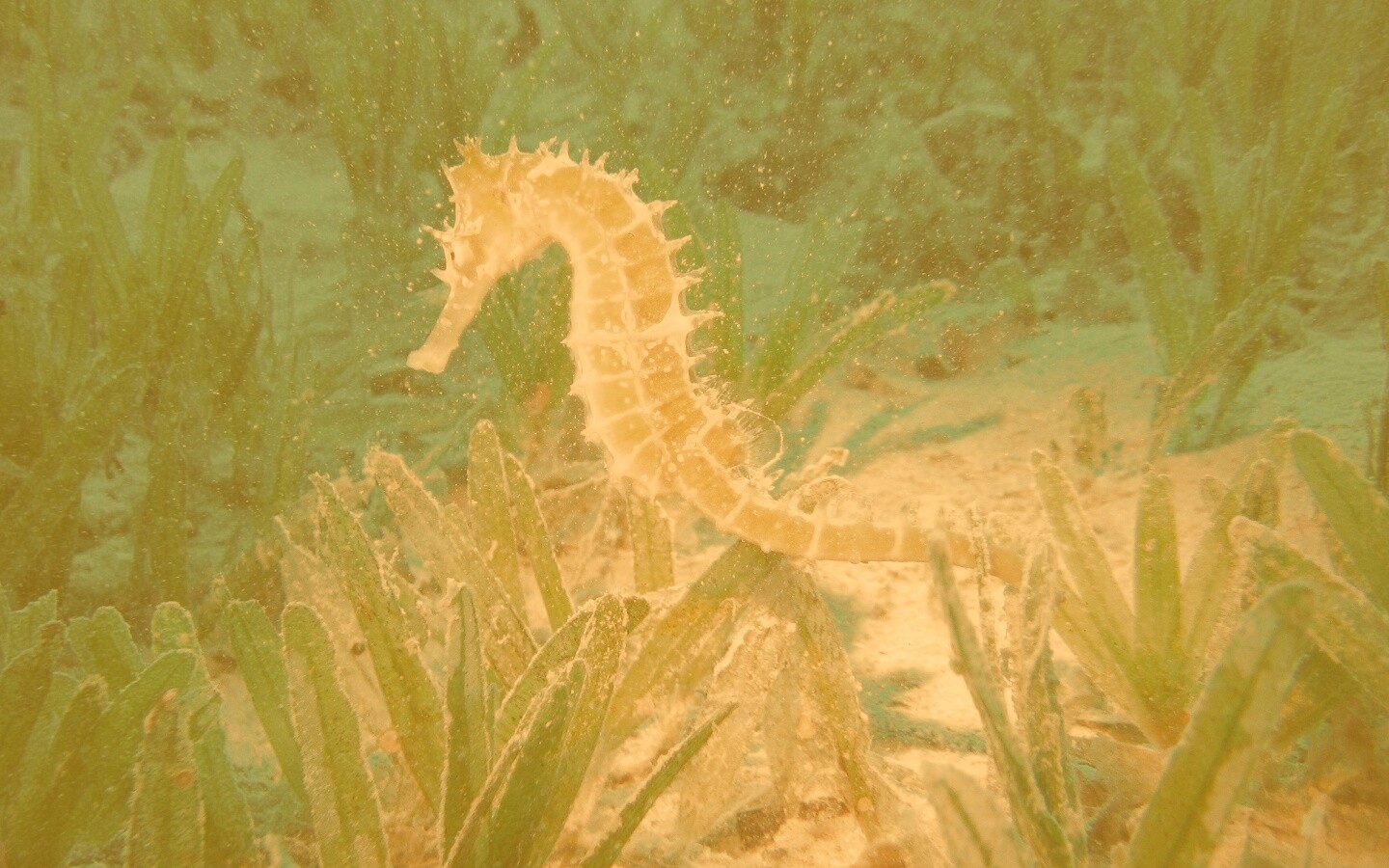 Морской конек обои