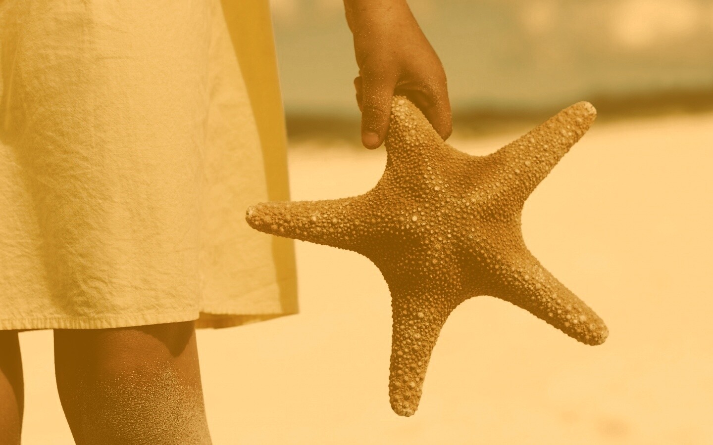 Морская звезда в руке обои