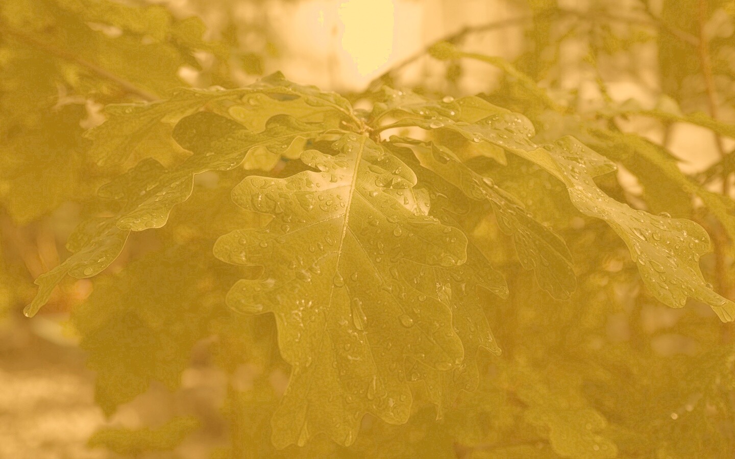 Сочные листья дуба обои