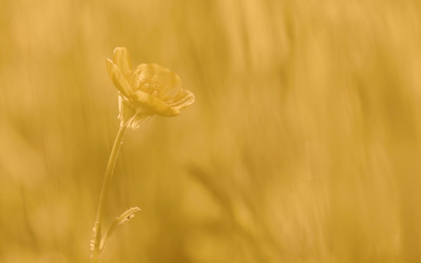 Маленький жёлтый цветочек обои