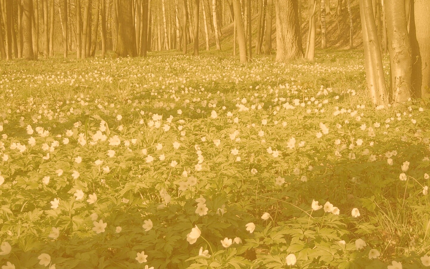 Поляна весенних цветов обои