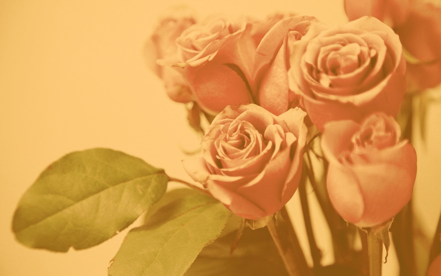 Букет розовых роз обои