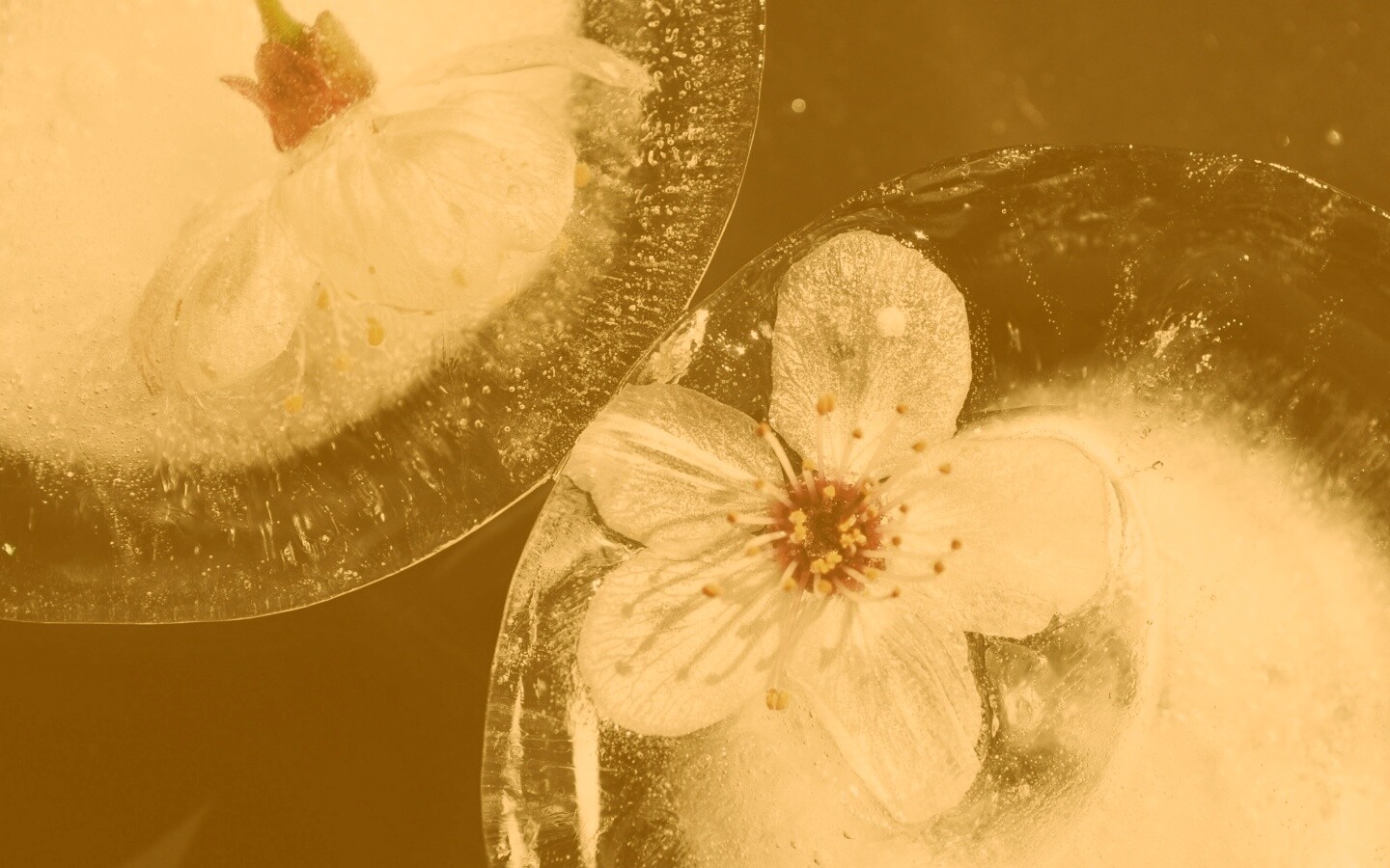 Цветы вишни во льду обои