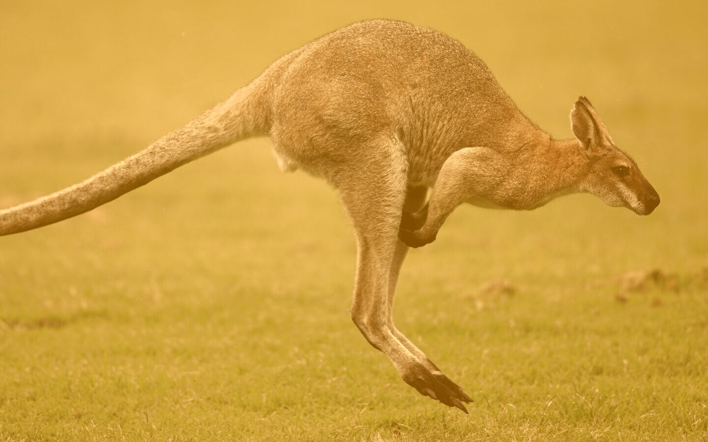 Кенгуру обои