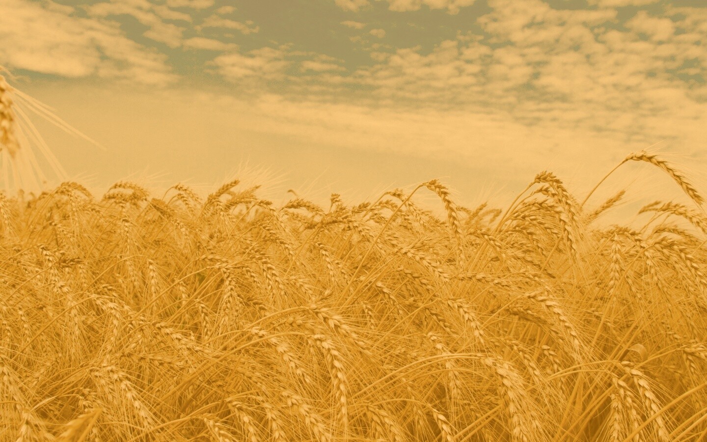 Колосья в поле обои
