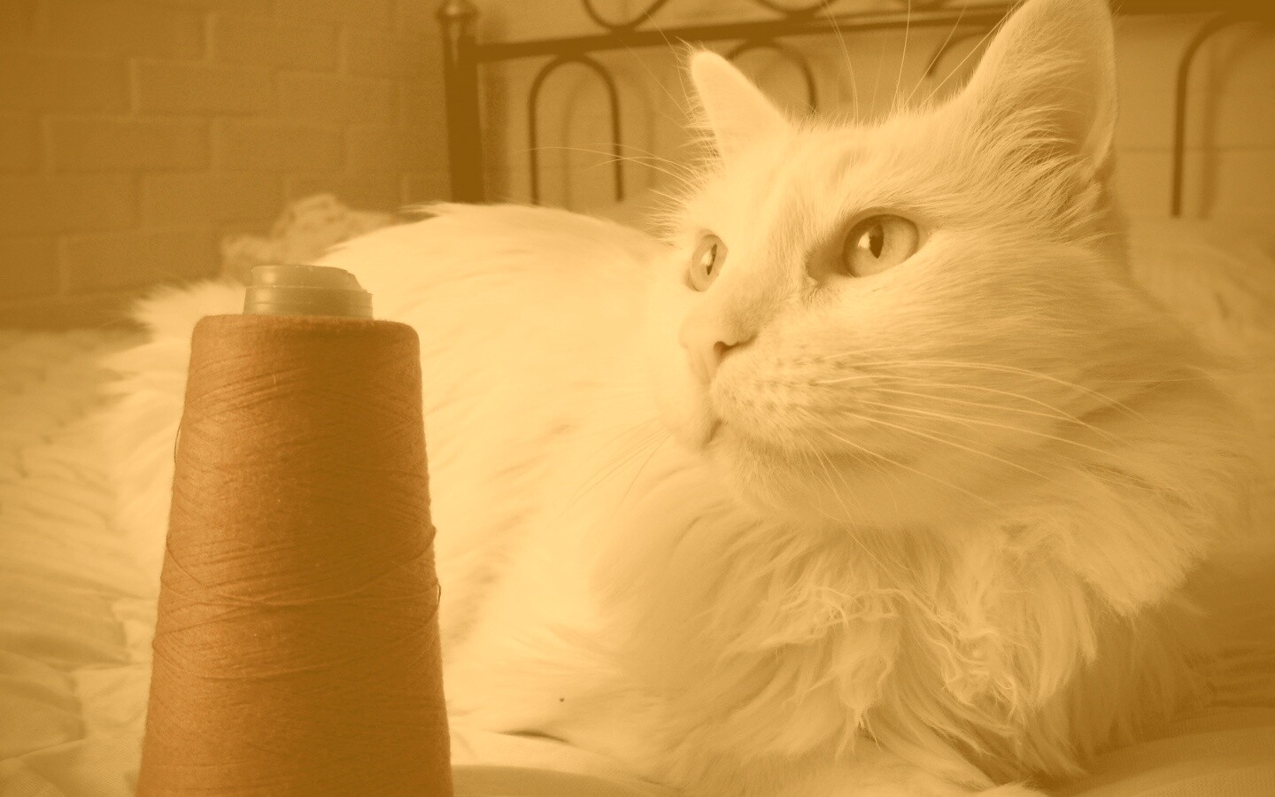 Белый кот с катушкой ниток обои