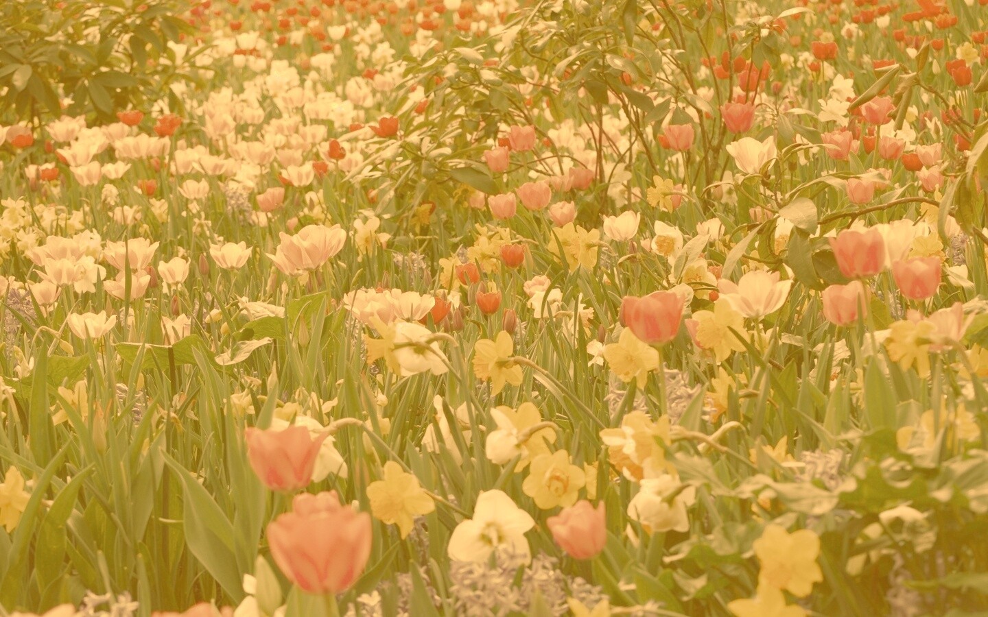 Поляна со множеством цветов обои