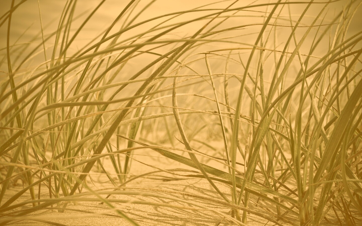 Трава на песке обои