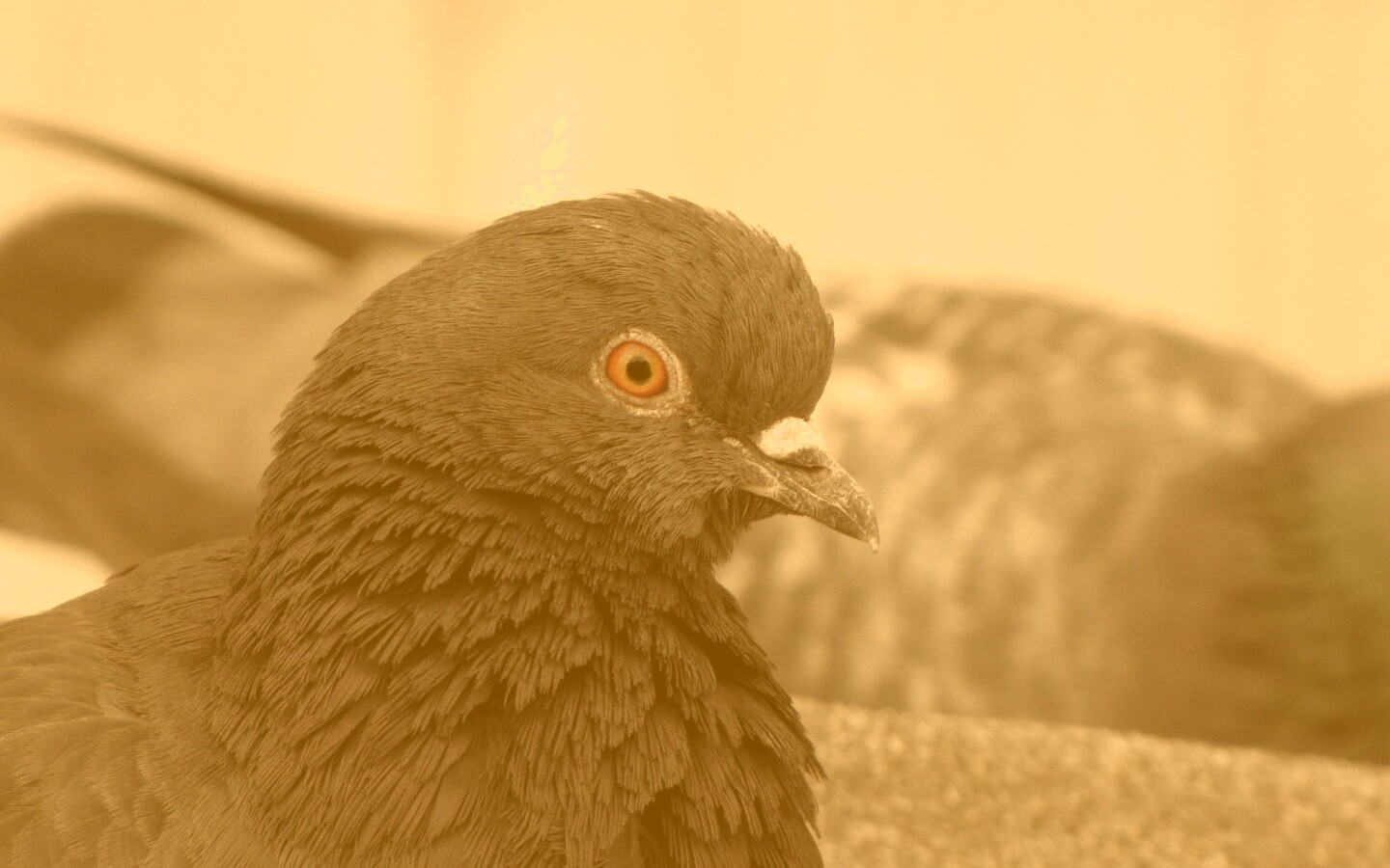 Смотрит в самую душу обои