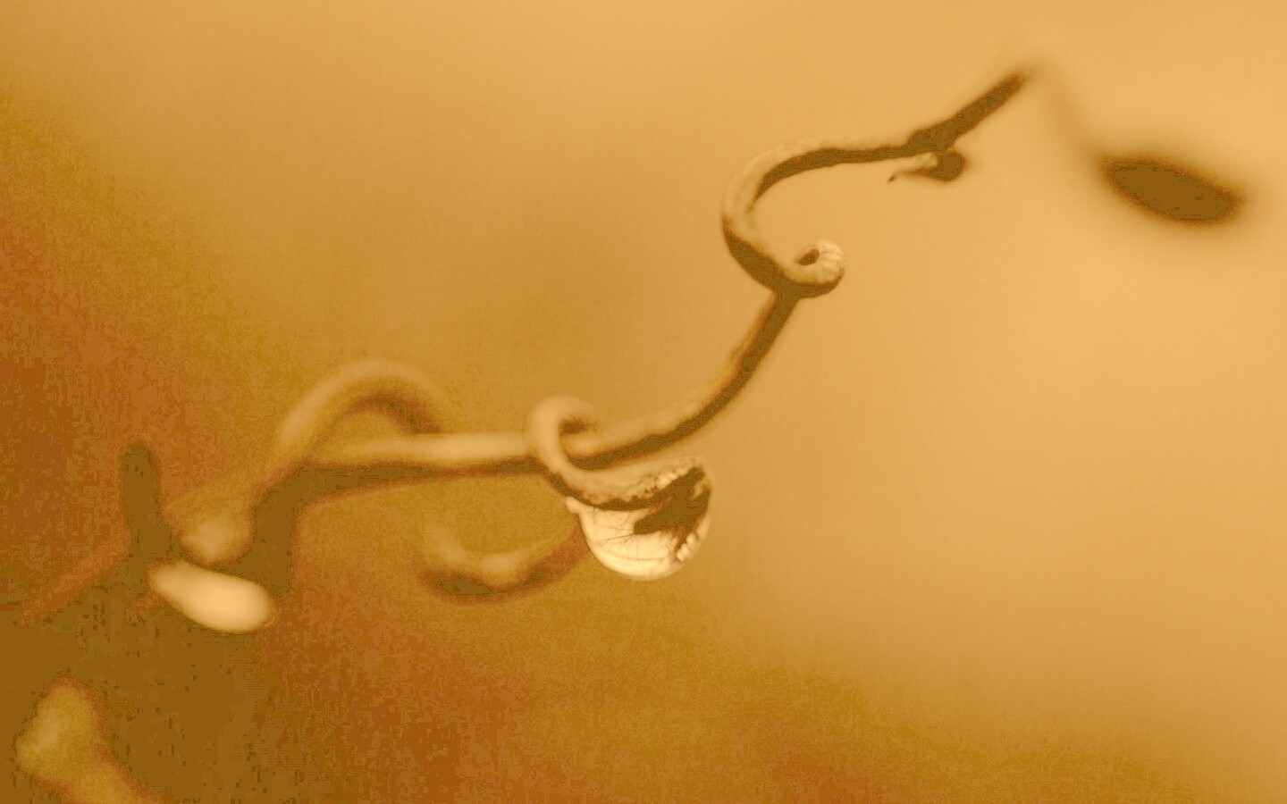 Одинокая капля обои