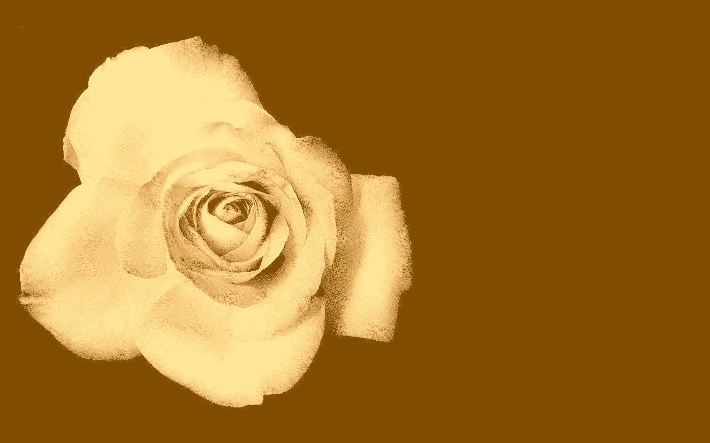 Черно-белая роза обои