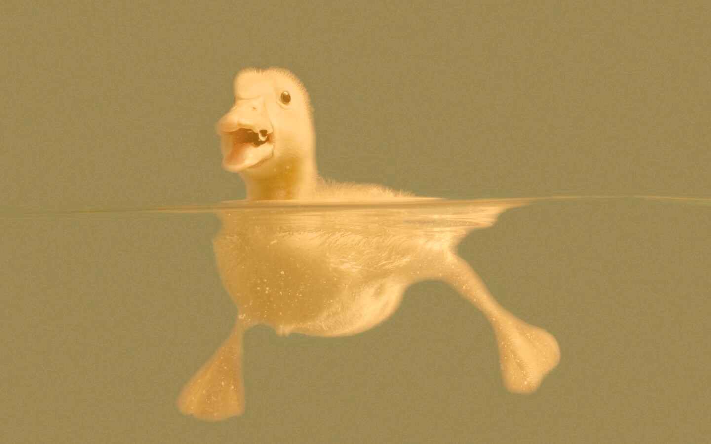 Утёнок в воде обои